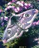 Emperor Moth (Saturnia pavonia)