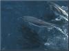 Clymene Dolphin (Stenella clymene)