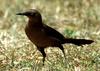 Nicaraguan Grackle (Quiscalus nicaraguensis)