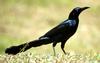 Nicaraguan Grackle (Quiscalus nicaraguensis)