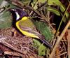 Golden Whistler (Pachycephala pectoralis)