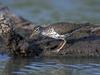 Spotted Sandpiper (Actitis macularia)