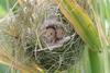 어린 멧밭쥐 Micromys minutus (Eurasian harvest mouse)