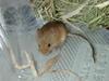 멧밭쥐 Micromys minutus (Eurasian harvest mouse)