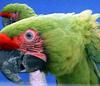 Great Green Macaw (Ara ambiguus)