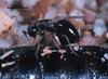 Jewel Wasp (Nasonia vitripennis)