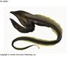 Gulper Eel (Saccopharynx sp.)