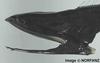 Gulper Eel (Saccopharynx sp.)