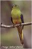 Orange-bellied Parrot (Neophema chrysogaster)