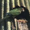 Orange-fronted Parakeet (Aratinga canicularis)