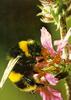 Bumble Bee (Apidae)