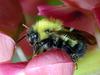 Bumble Bee (Apidae)