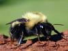 Bumble Bee (Apidae)