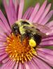 Bumble Bee (Apidae)