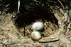 Horned Lark (Eremophila alpestris)