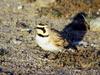 Horned Lark (Eremophila alpestris)