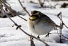 Horned Lark (Eremophila alpestris)