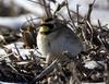 Horned Lark (Eremophila alpestris)