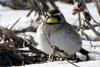 Horned Lark (Eremophila alpestris)