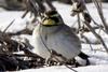 Horned Lark (Eremophila alpestris)