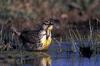 Western Meadowlark (Sturnella neglecta)