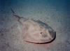 Electric Ray (Torpedinidae)