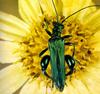 Thick-legged Flower Beetle (Oedemera nobilis)