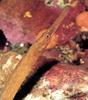 Pipefish (Syngnathidae)