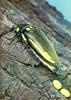 Jewel Beetle (Buprestidae)
