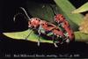 Red Milkweed Beetle (Tetraopes tetraophthalmus)