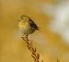 검은머리방울새 Carduelis spinus (Eurasian Siskin)