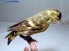 검은머리방울새 Carduelis spinus (Eurasian Siskin)