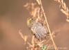 검은머리방울새 Carduelis spinus (Eurasian Siskin)