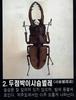 두점박이사슴벌레 Metopodontus blanchardi (Two-spotted Stag Beetle)