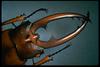 Metopodontus blanchardi (Two-spotted Stag Beetle)