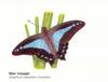 Blue Triangle Butterfly (Graphium sarpedon choredon)