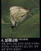 상제나비 Aporia crataegi (Black-veined White Butterfly)