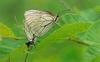 상제나비 Aporia crataegi (Black-veined White Butterfly)