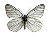 상제나비 Aporia crataegi (Black-veined White Butterfly)