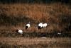 [남한 천연기념물 제202호] 두루미 Grus japonensis (Red-crowned Crane)