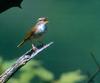 되솔새 Phylloscopus tenellipes (pale-legged leaf-warbler)