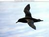 Fulmar of Shearwater? Can anyone ID this bird?