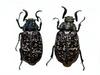 수염풍뎅이 Polyphylla laticollis manchurica (Garden Chafer)