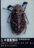 수염풍뎅이 Polyphylla laticollis manchurica (Garden Chafer)