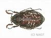 수염풍뎅이(수컷) Polyphylla laticollis manchurica (Garden Chafer)