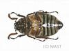 수염풍뎅이(수컷) Polyphylla laticollis manchurica (Garden Chafer)