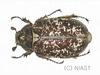 수염풍뎅이(암컷) Polyphylla laticollis manchurica (Garden Chafer)