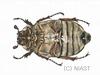 수염풍뎅이(암컷) Polyphylla laticollis manchurica (Garden Chafer)