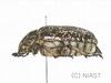 수염풍뎅이(암컷) Polyphylla laticollis manchurica (Garden Chafer)