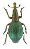 Apion artemisiae (Weevil from Russia)